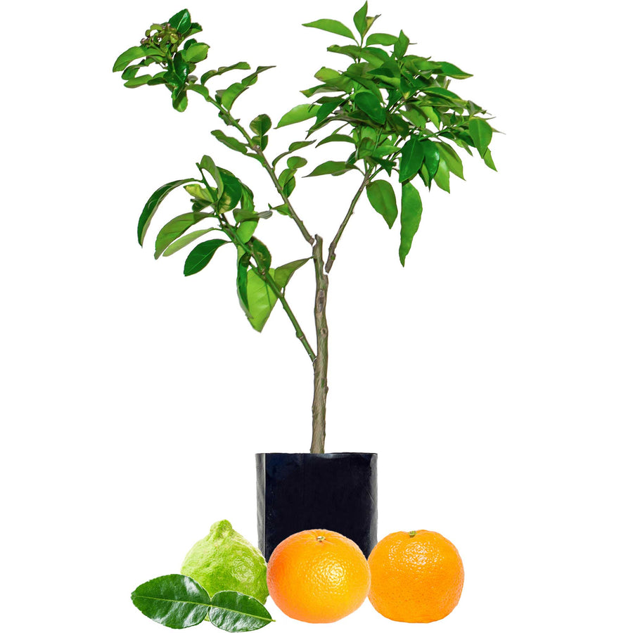 Lime + Mandarin + Mandarin