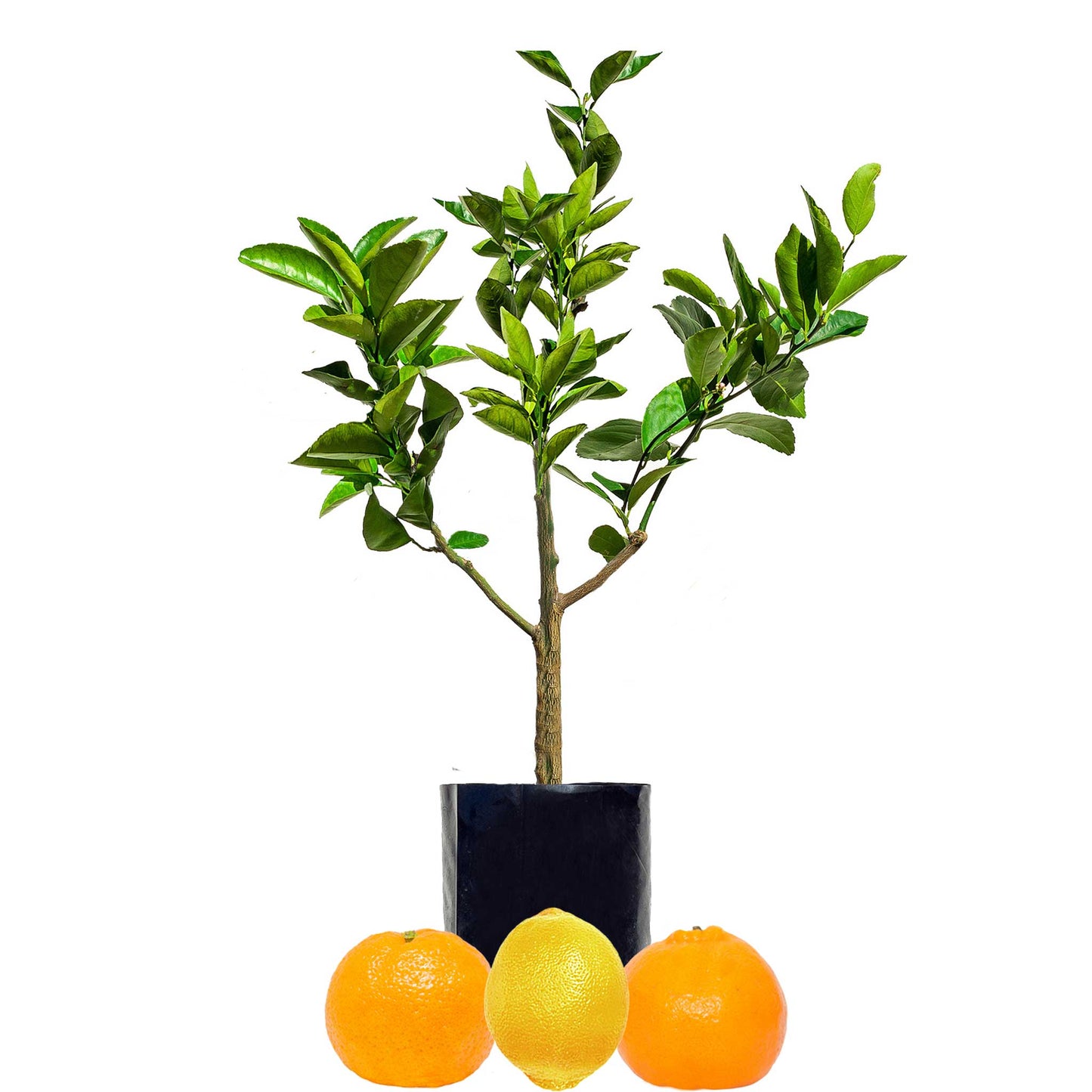 Lemon + Mandarin + Mandarin