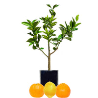 Lemon + Mandarin + Mandarin