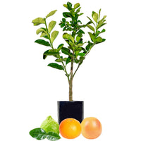 Lime + Mandarin + Grapefruit