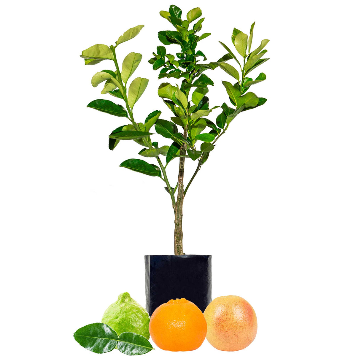 Lime + Mandarin + Grapefruit