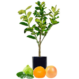 Lime + Mandarin + Grapefruit