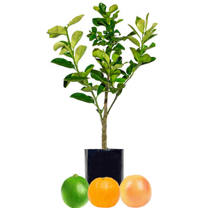 Lime + Mandarin + Grapefruit