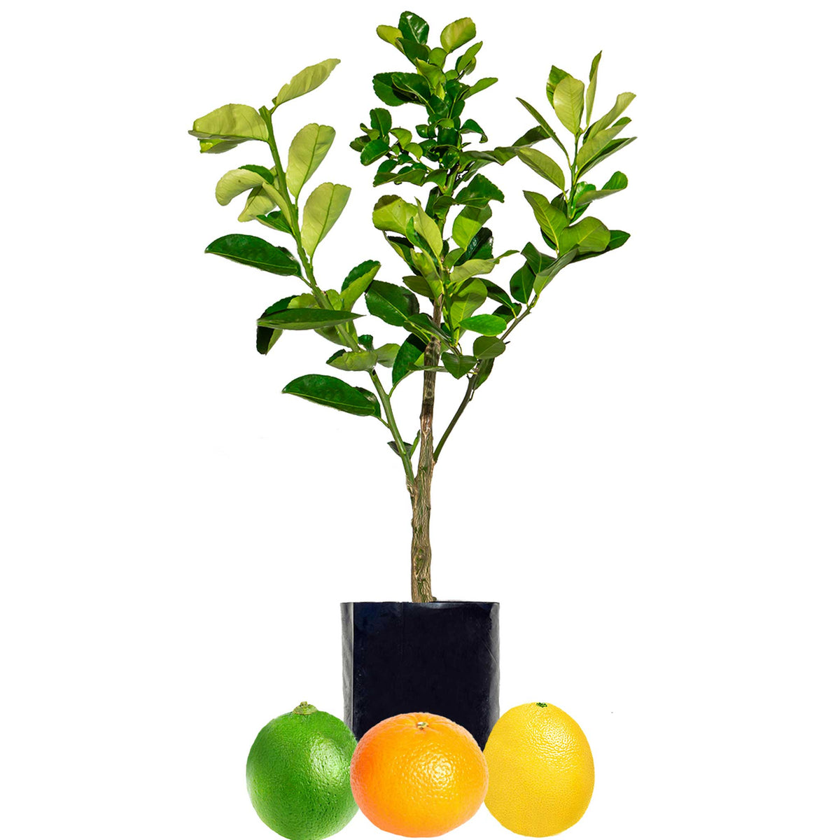 Lime + Mandarin + Lemonade