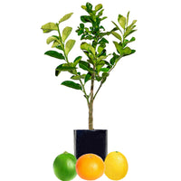 Lime + Mandarin + Lemonade