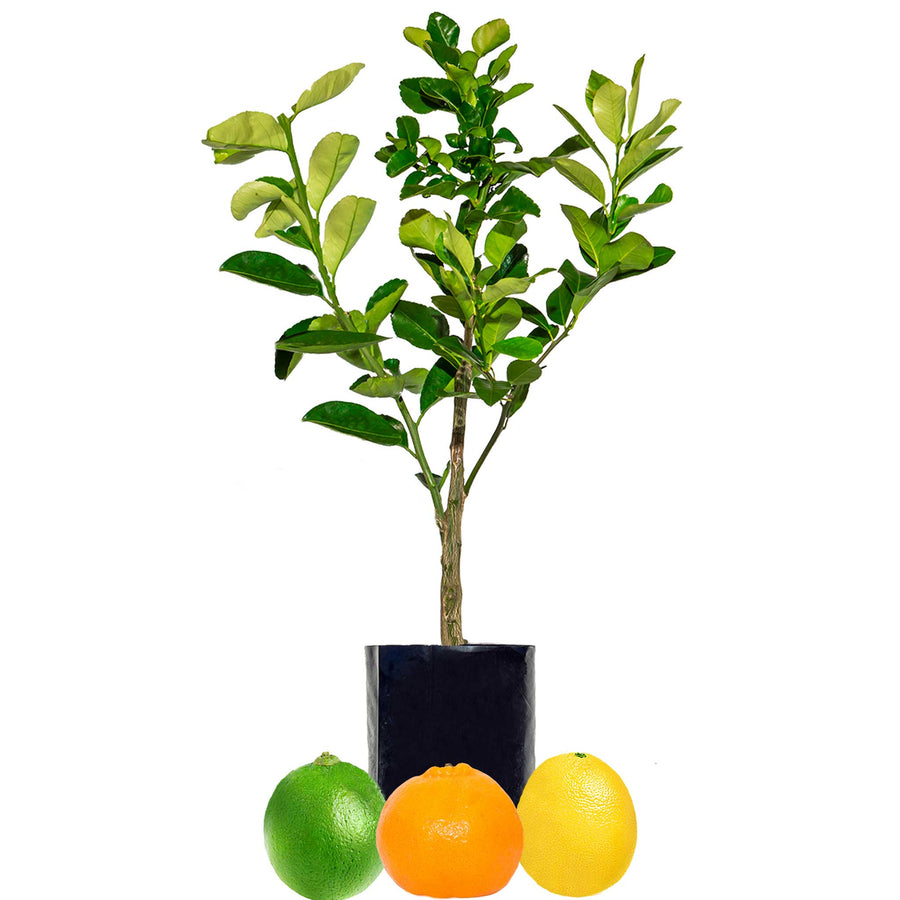 Lime + Mandarin + Lemonade