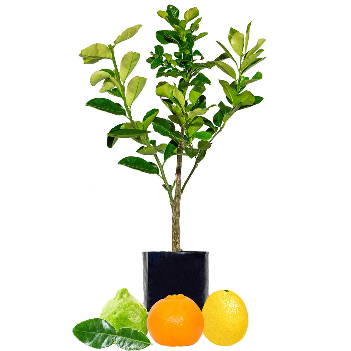 Lime + Mandarin + Lemonade