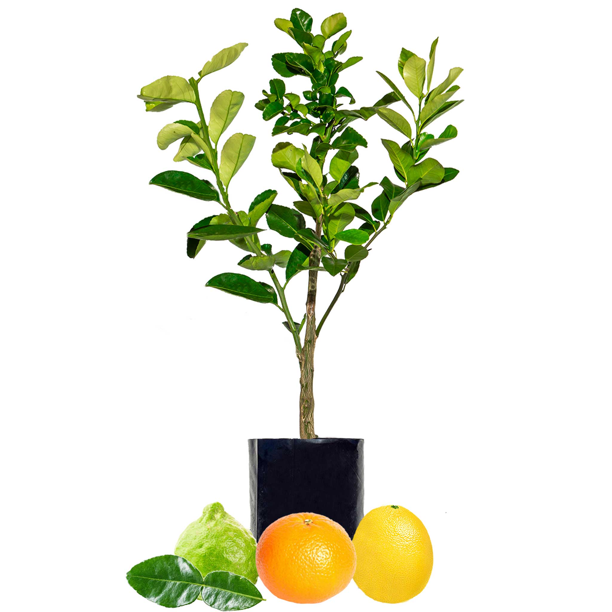 Lime + Mandarin + Lemonade