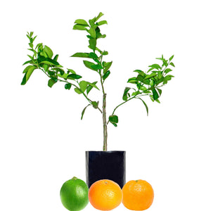 Lime + Mandarin + Mandarin