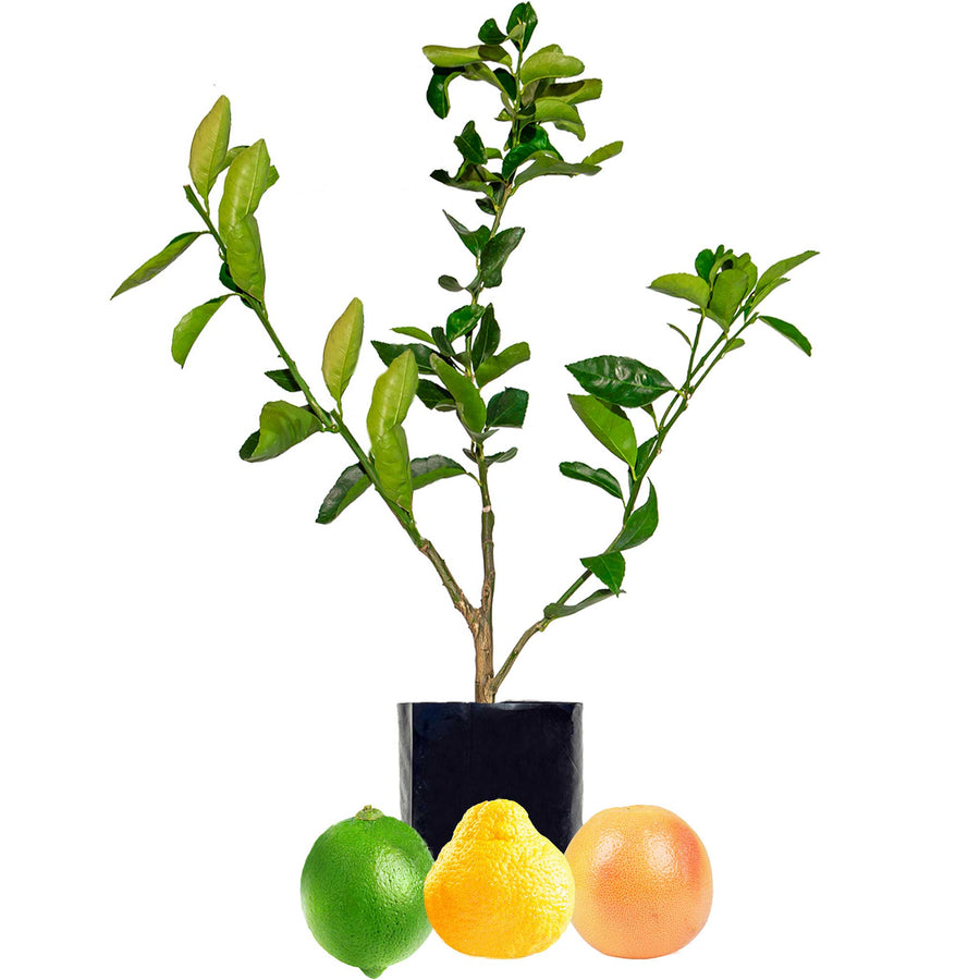 Lime + Pomelo + Grapefruit