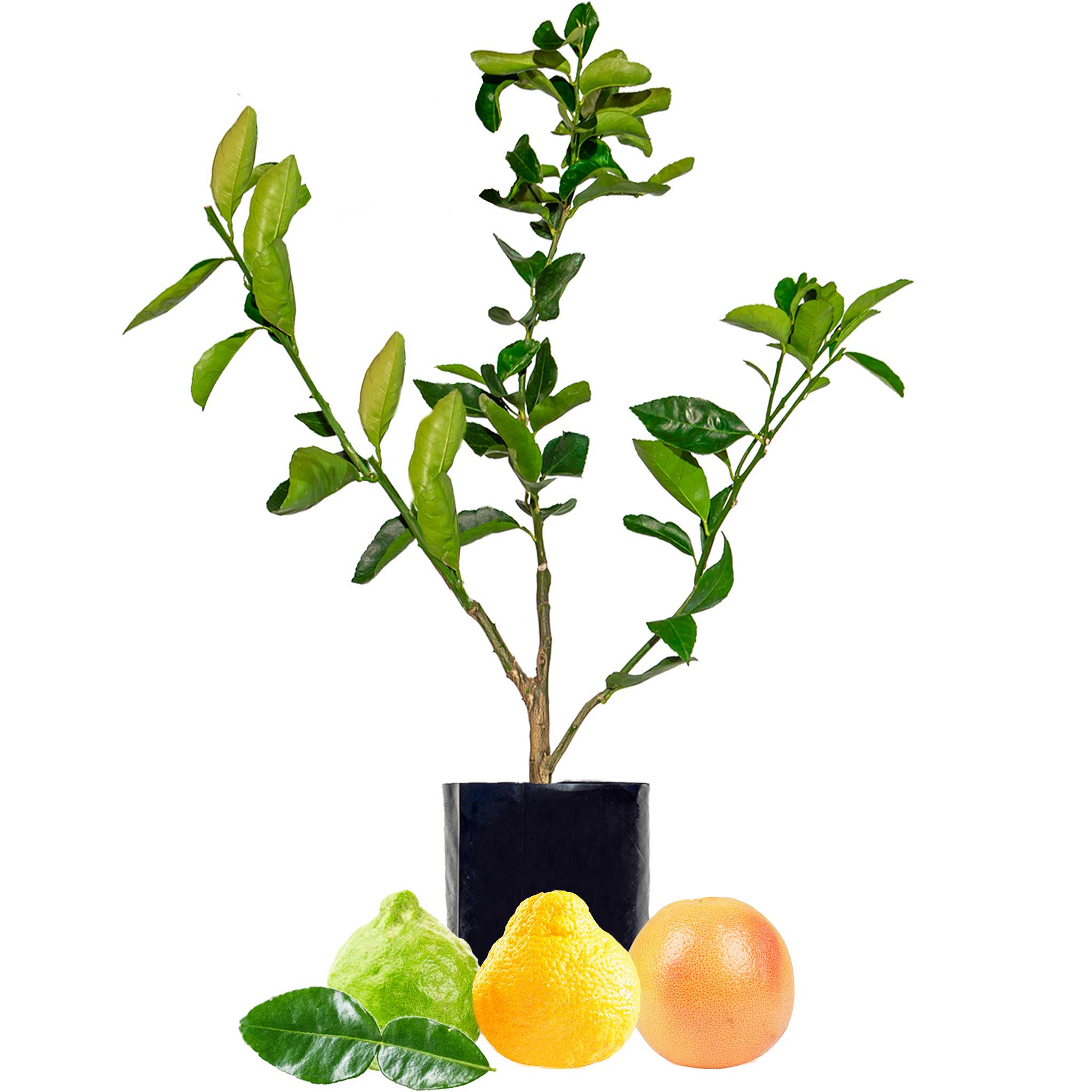 Lime + Pomelo + Grapefruit