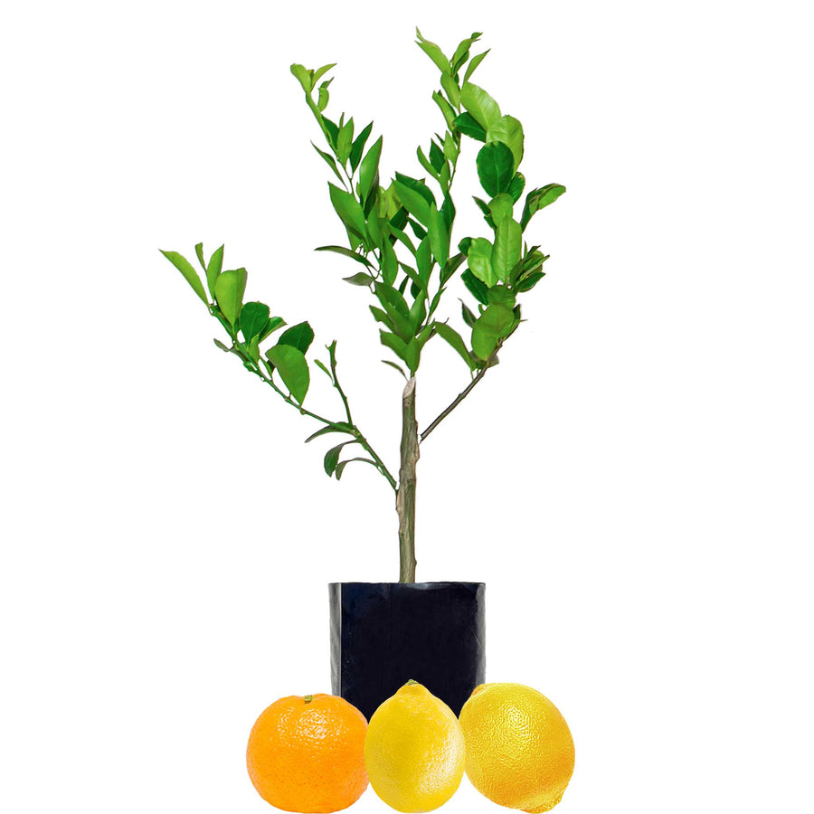 Mandarin + Lemonade + Lemon