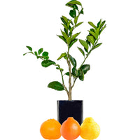 Mandarin + Tangelo + Pomelo