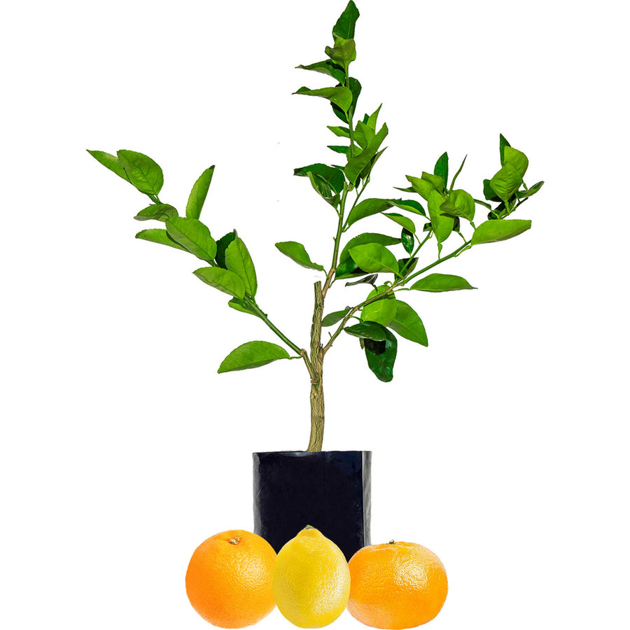 Orange + Lemonade + Mandarin