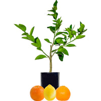 Orange + Lemonade + Mandarin