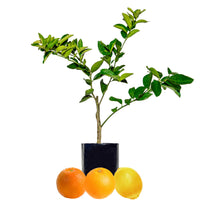 Orange + Orange + Lemon