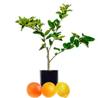 Orange + Orange + Lemon