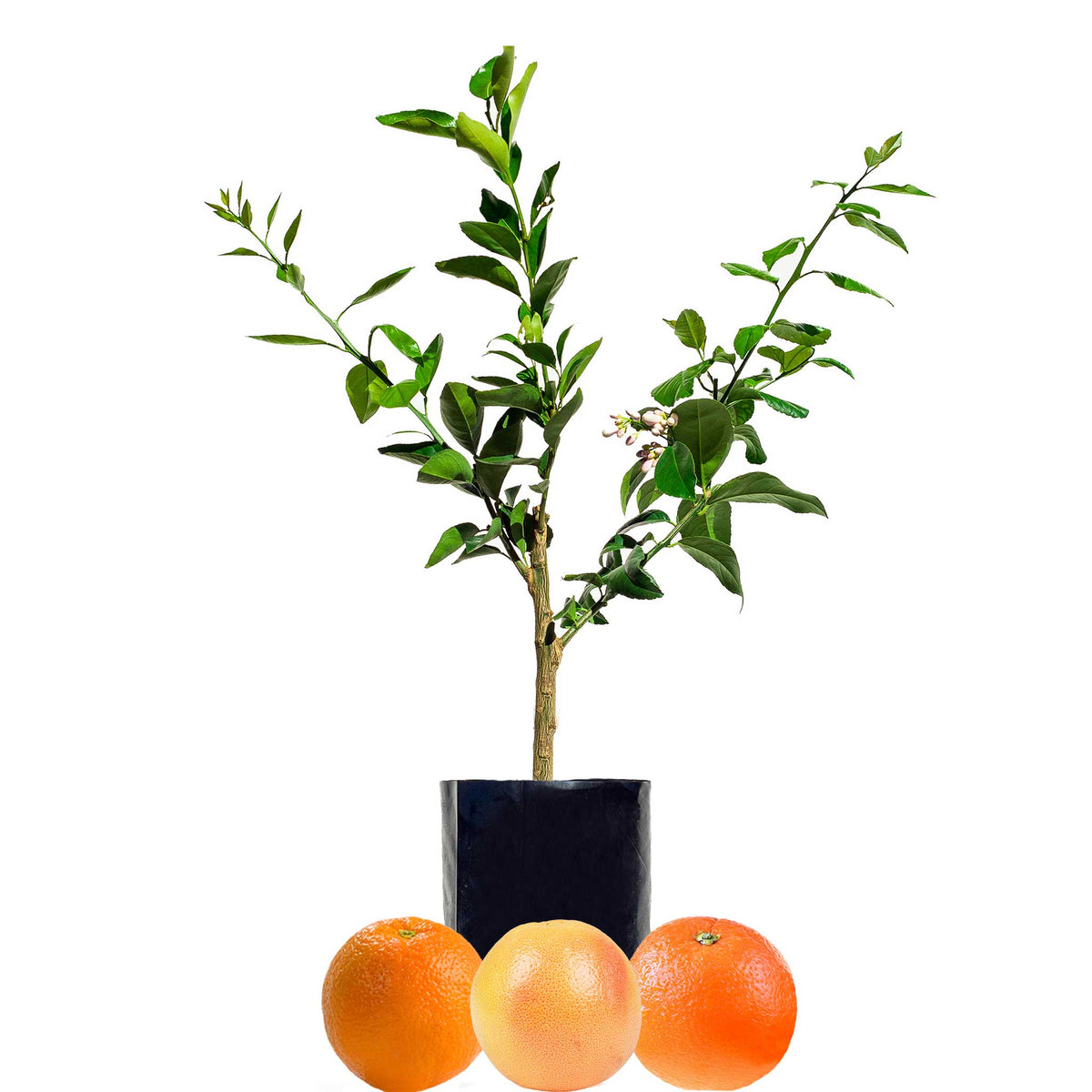 Orange + Orange + Grapefruit