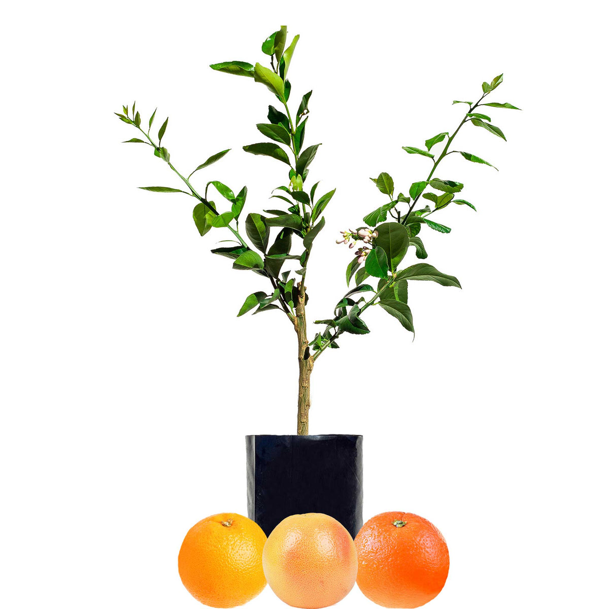 Orange + Orange + Grapefruit
