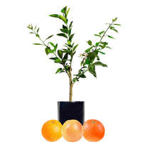 Orange + Orange + Grapefruit