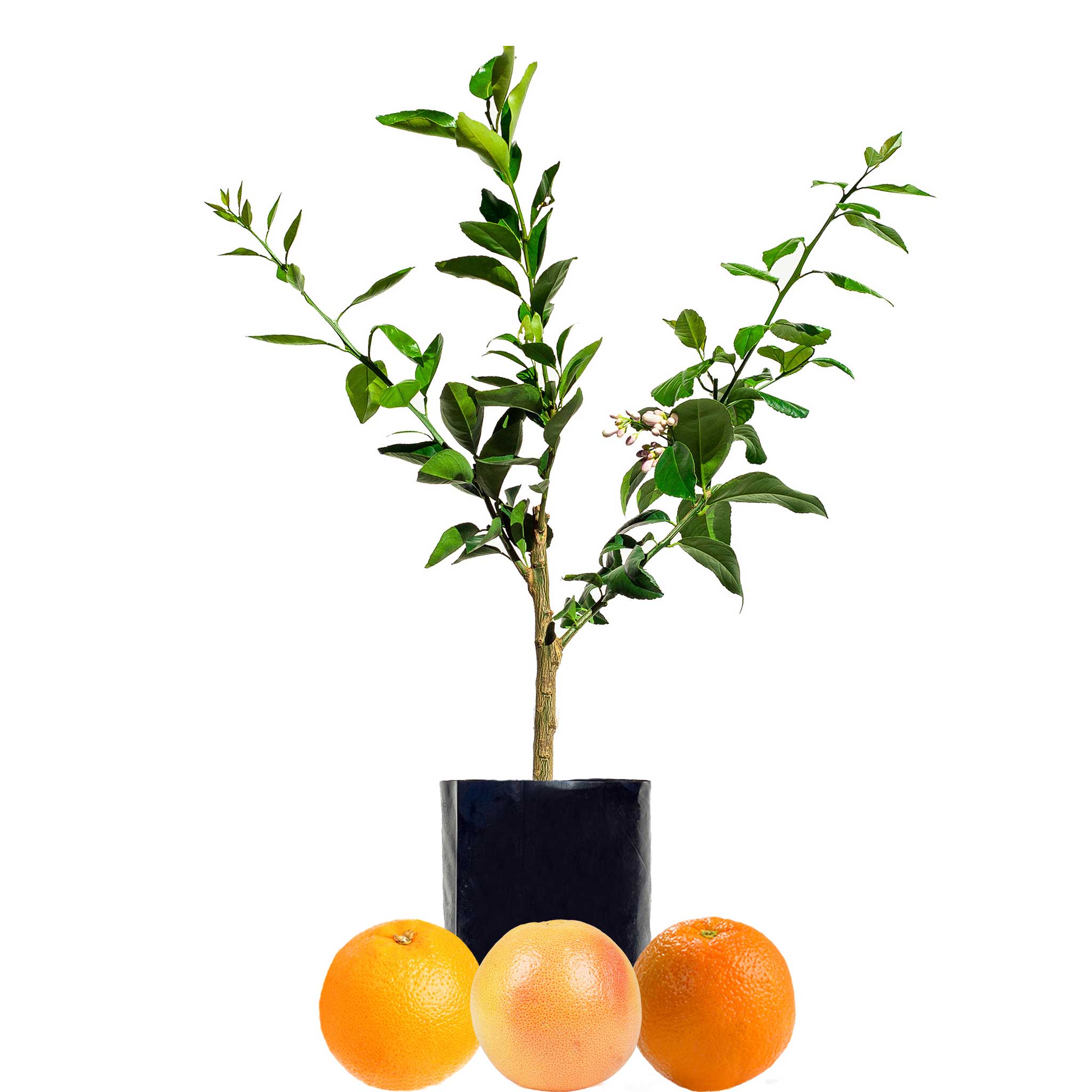 Orange + Orange + Grapefruit