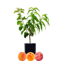 Peach + Peach + Nectarine