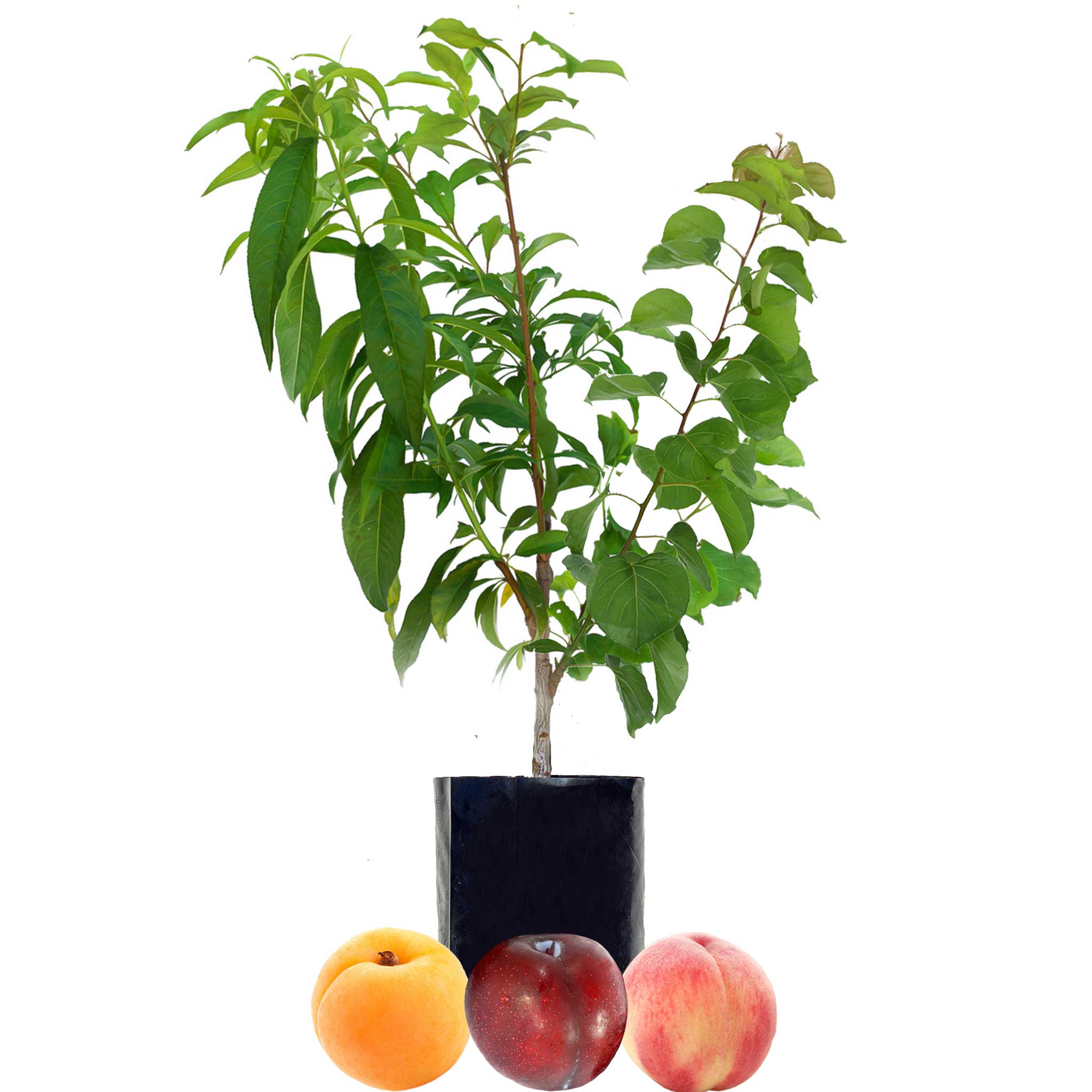 Stone Fruit Salad Trees Australia Wide Delivery Peach Plum stone-fruit-salad-trees-australia-wide-delivery-peach-plum