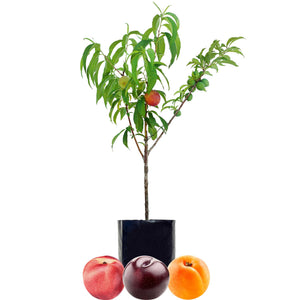 Nectarine + Plum + Peachcot