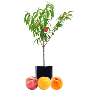 Nectarine + Plum + Peachcot