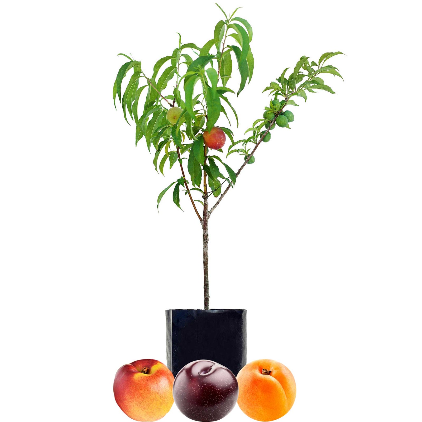 Stone Fruit Salad Trees Australia wide delivery Peach, Plum