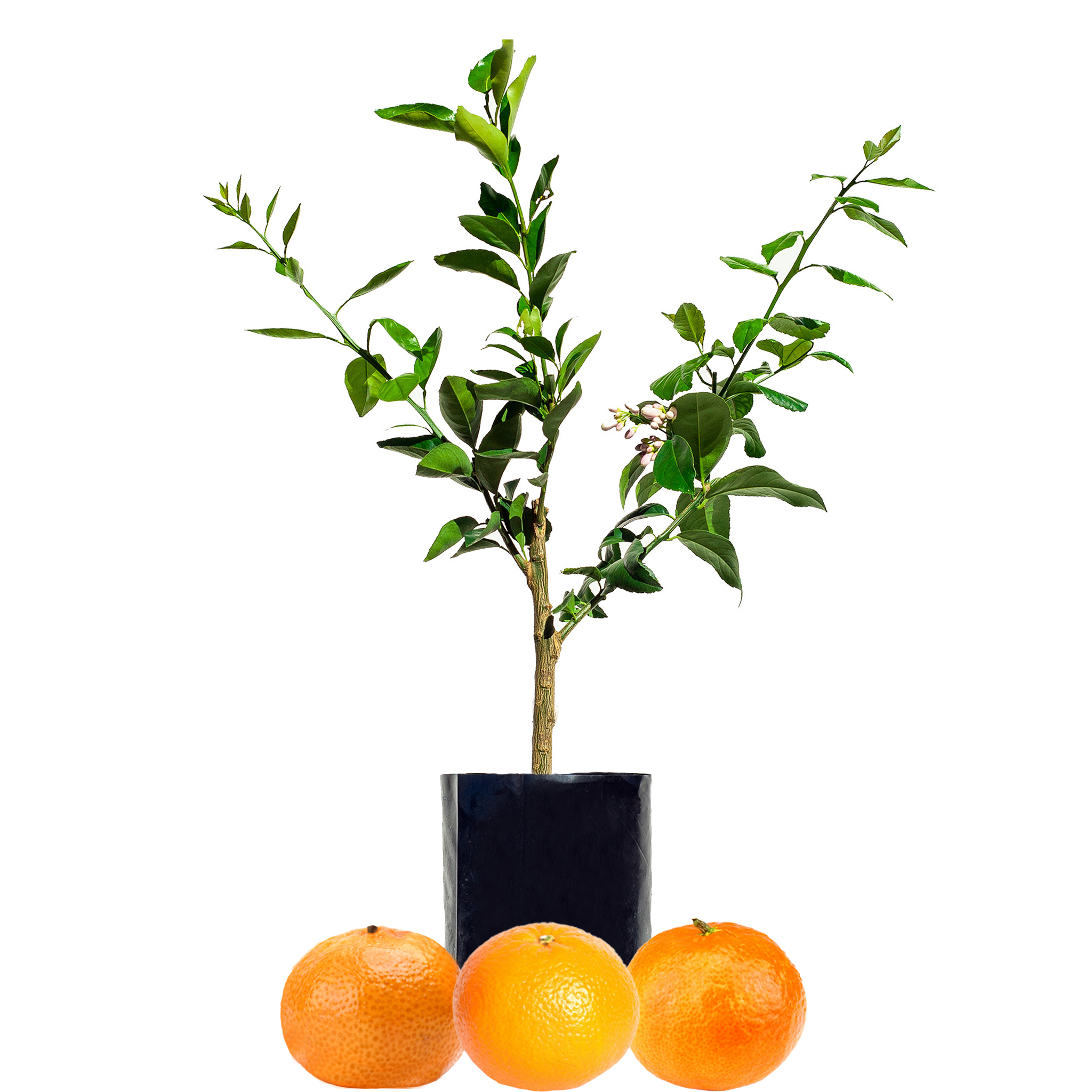 Mandarin + Mandarin + Mandarin