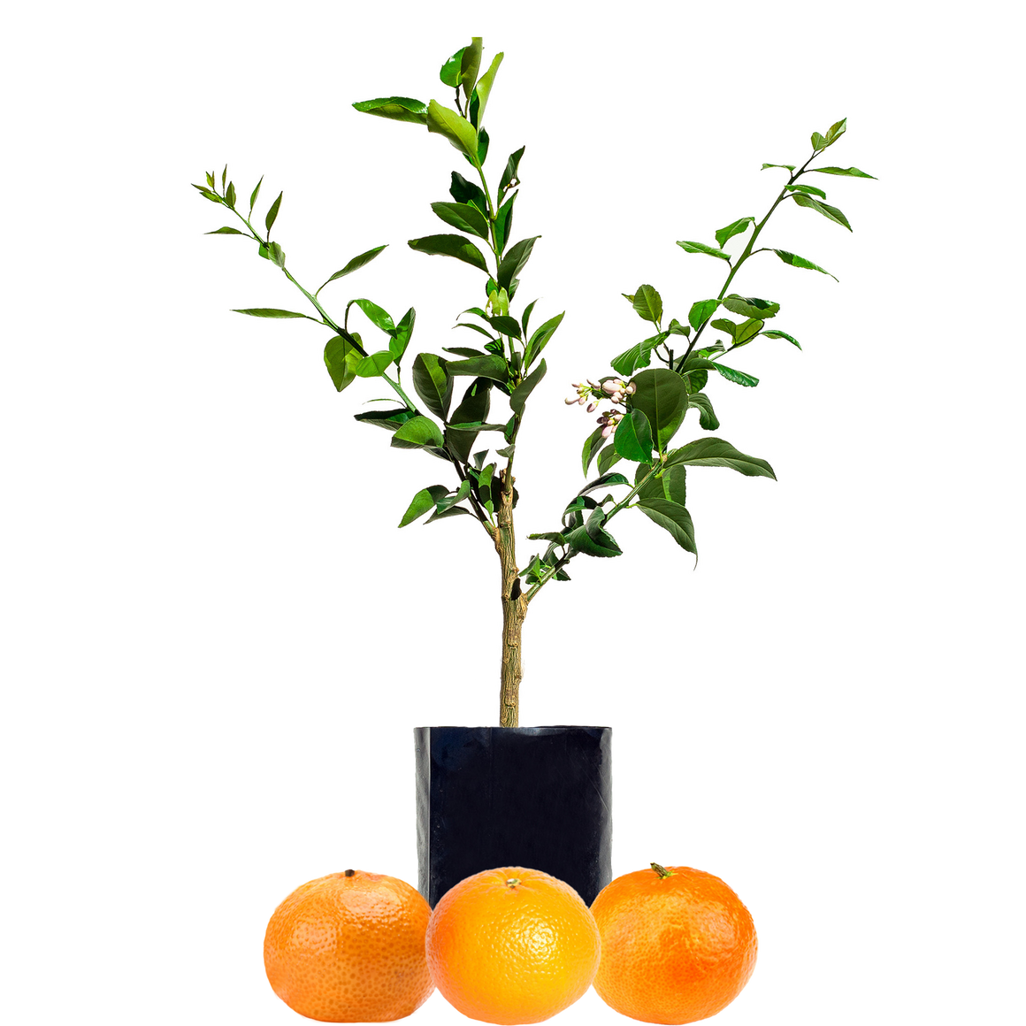 Mandarin + Mandarin + Mandarin