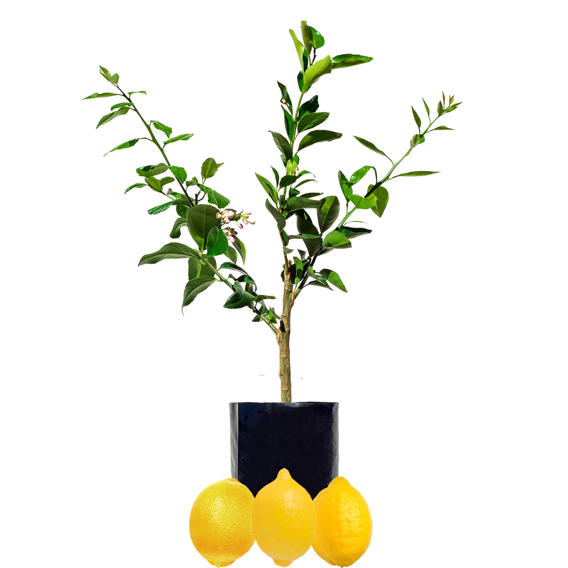 Lemon + Lemon + Lemon