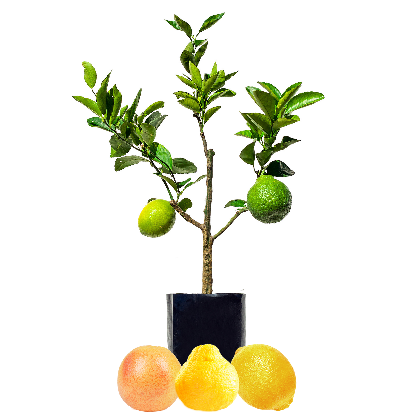 Citrus Fruit Salad Trees Tagged "3 Fruit Tree"