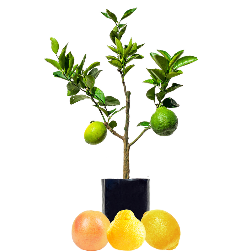 Citrus Fruit Salad Trees Tagged "3 Fruit Tree"