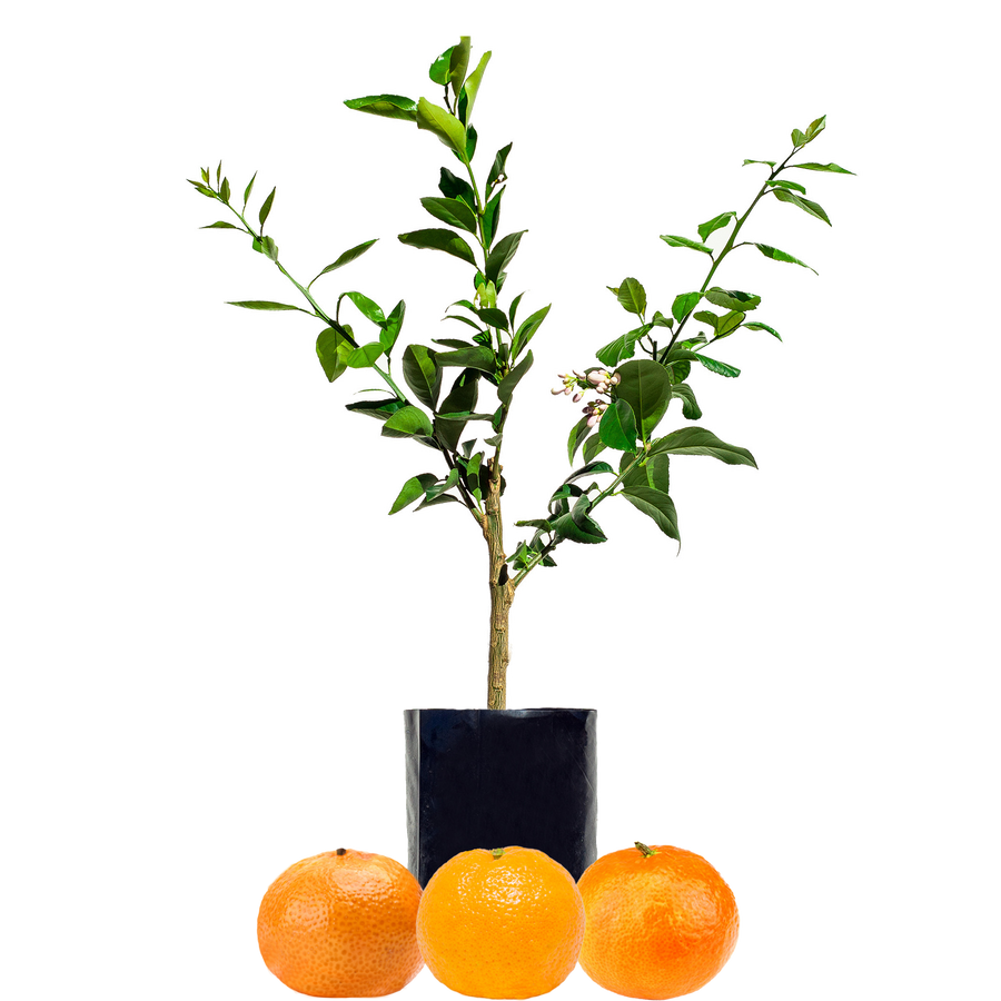 Mandarin + Mandarin + Mandarin