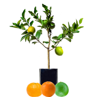 Lime + Mandarin + Orange