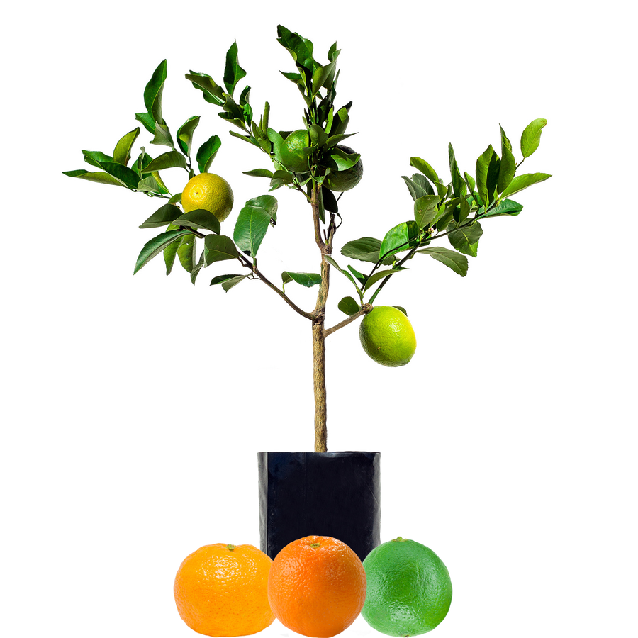 Lime + Mandarin + Orange