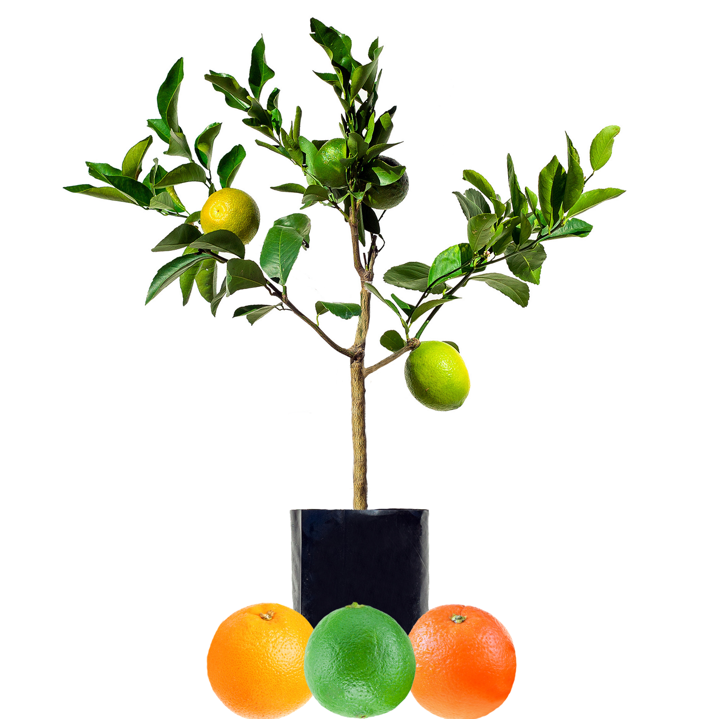 Lime + Orange + Orange