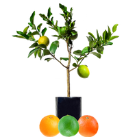 Lime + Orange + Orange
