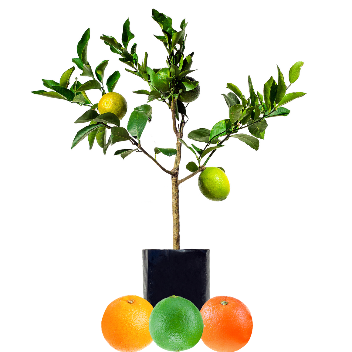 Lime + Orange + Orange