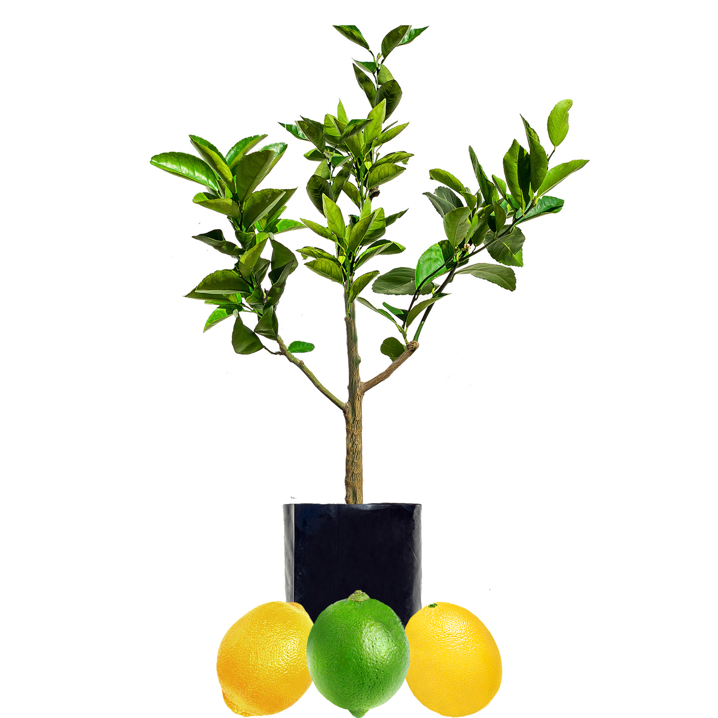 Lime + Lemonade + Lemon