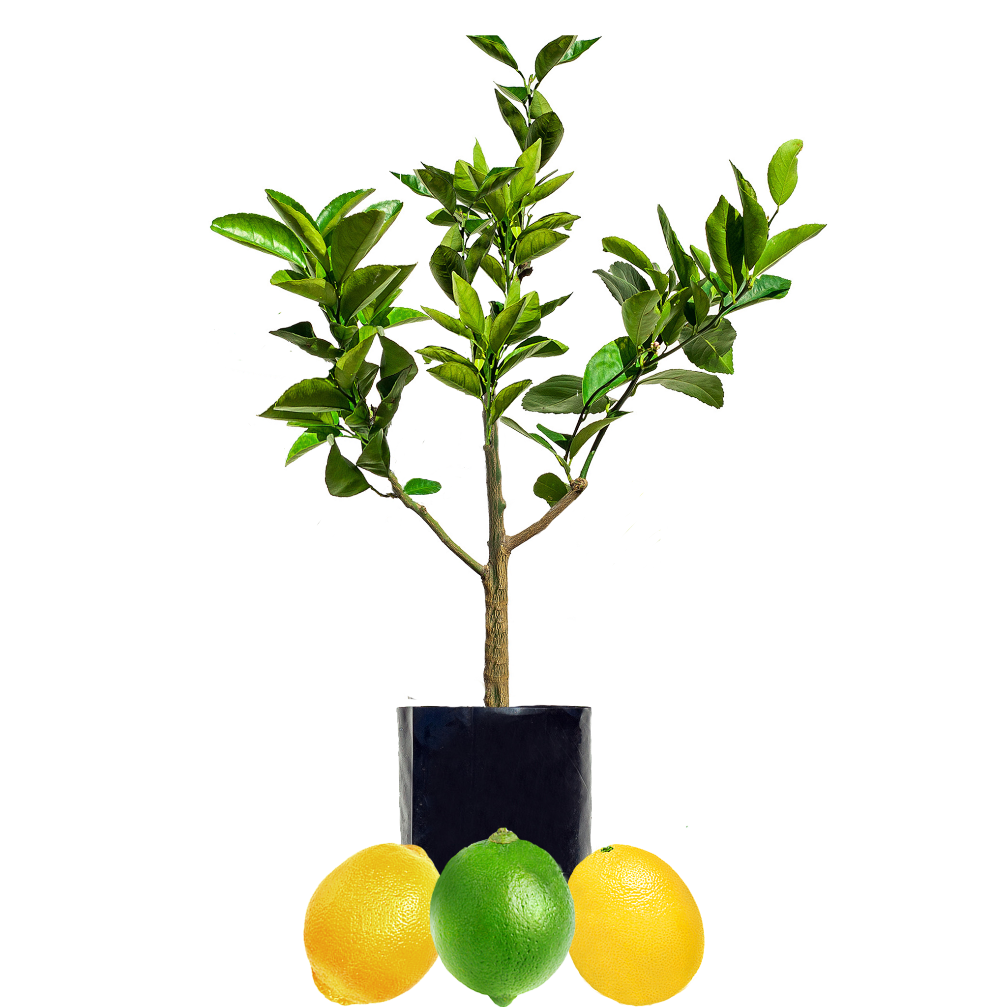 Lime + Lemon + Lemon