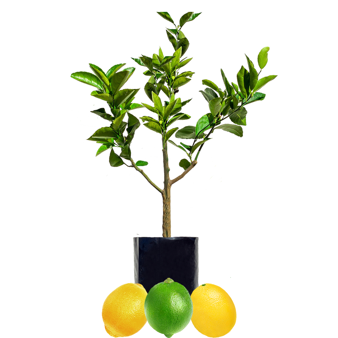 Lime + Lemonade + Lemon