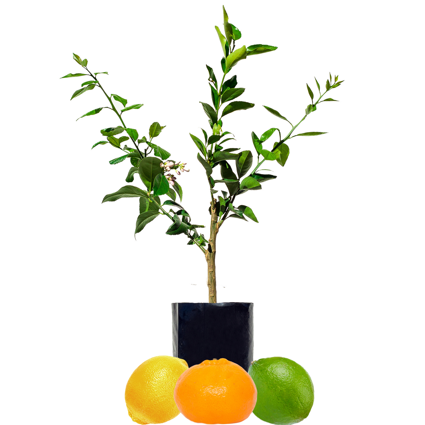 Lime + Mandarin + Lemon