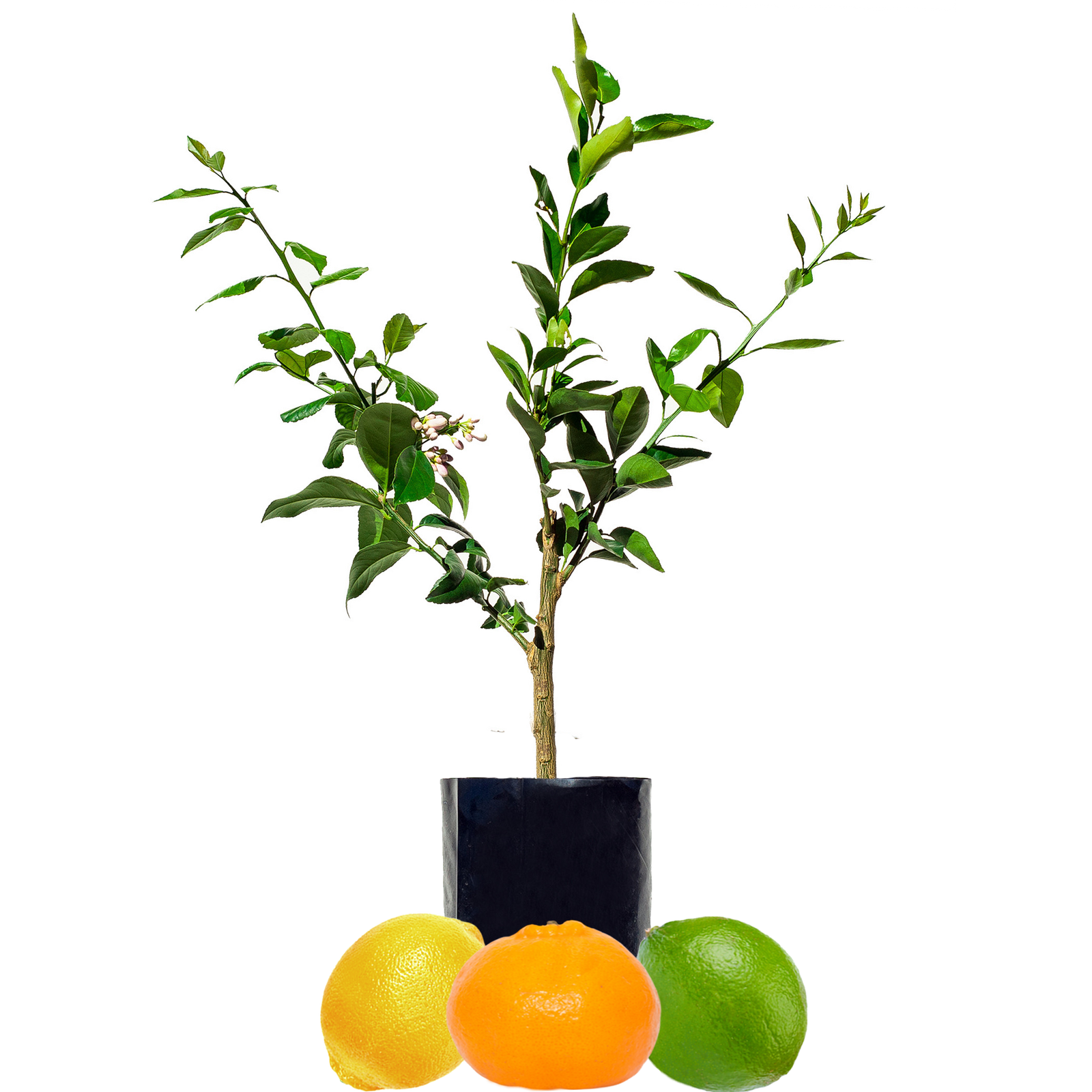 Lime + Lemon Our Best Selling Fruit Salad Tree of all time! Fruit