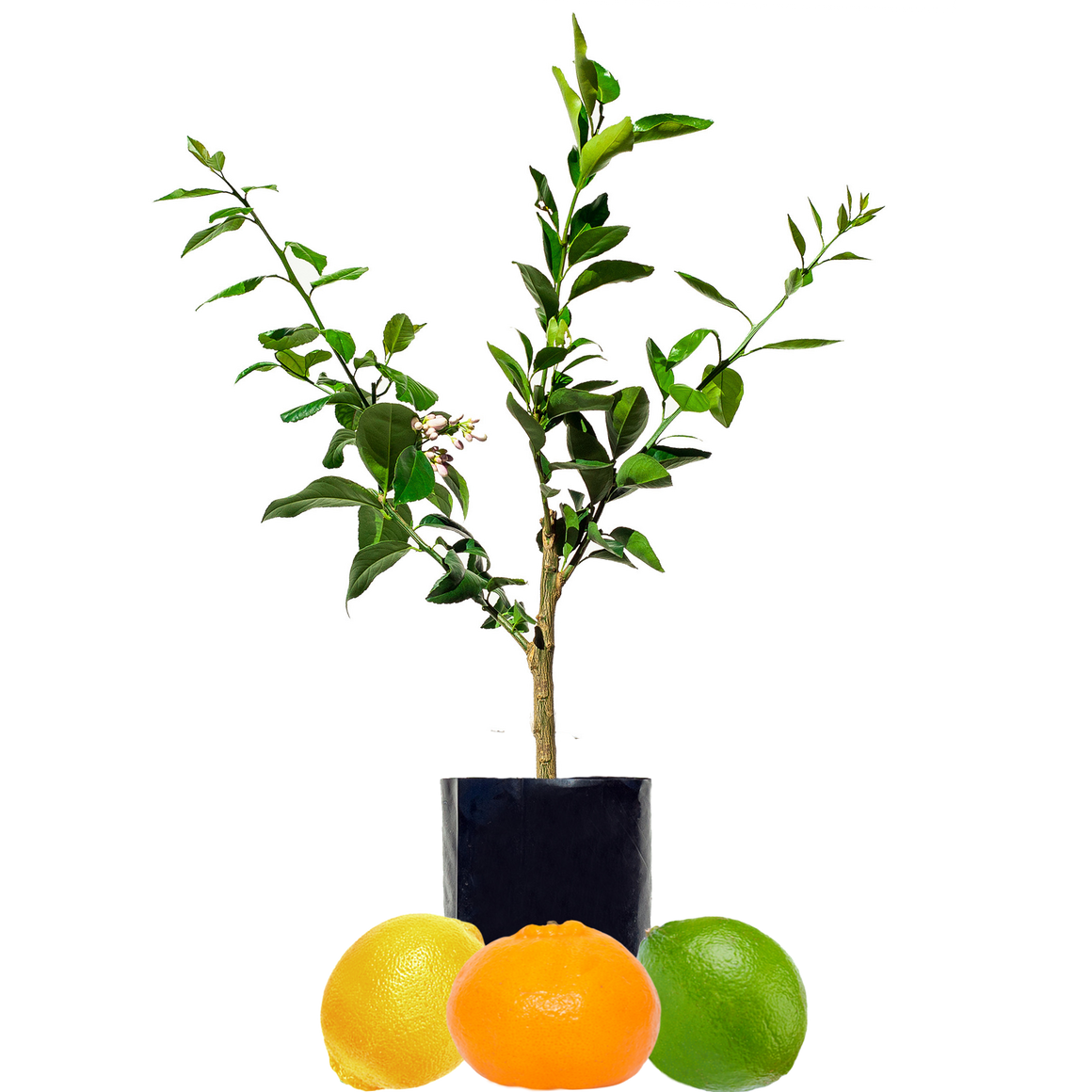 Lime + Mandarin + Lemon