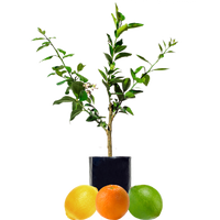 Lemon + Orange + Lime