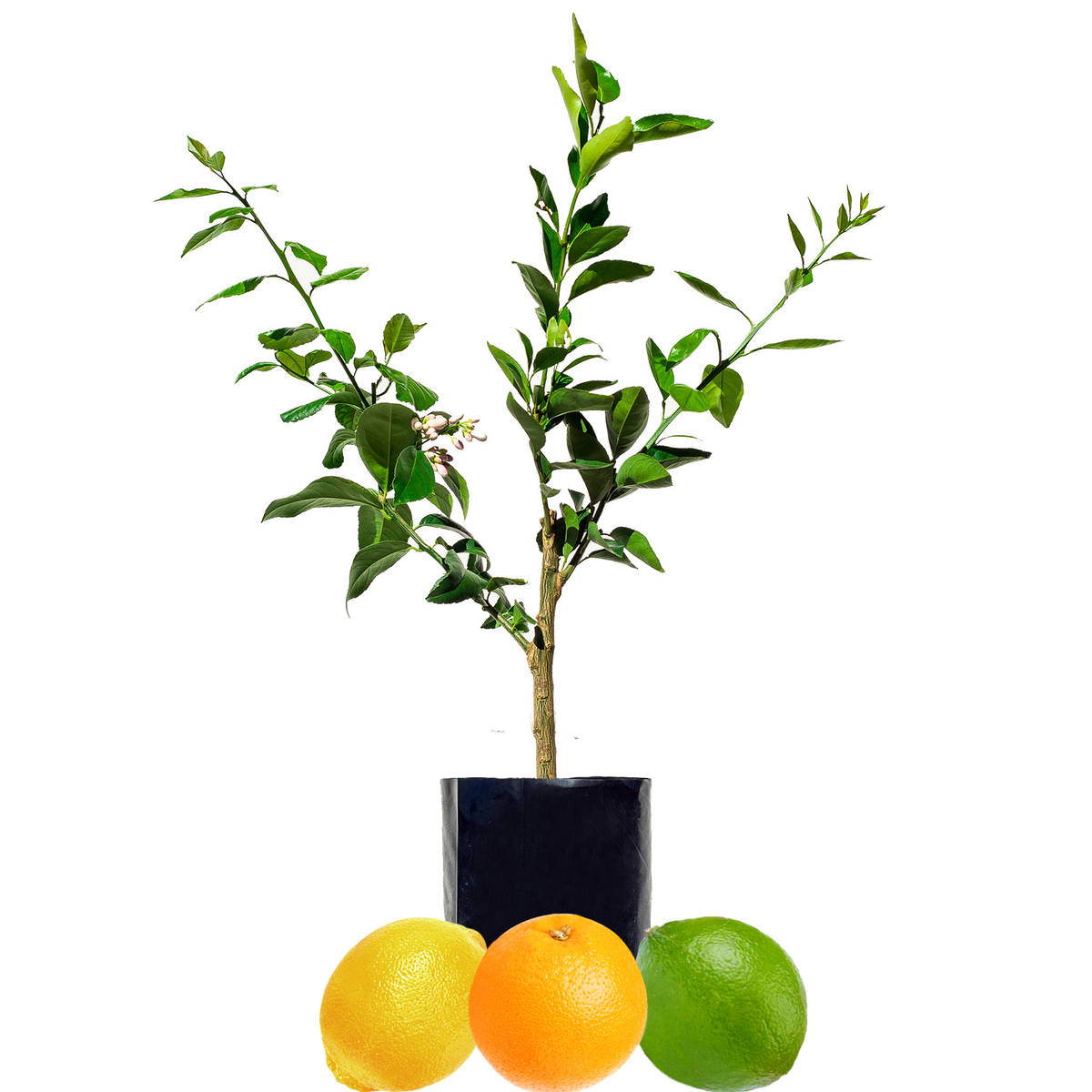 Lemon + Orange + Lime
