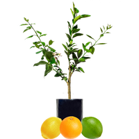 Lemon + Orange + Lime